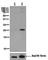 BCL2 Associated Agonist Of Cell Death antibody, ab129192, Abcam, Western Blot image 