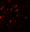 Angiopoietin Like 3 antibody, A02929-1, Boster Biological Technology, Immunofluorescence image 