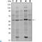 SMAD Family Member 4 antibody, LS-C812772, Lifespan Biosciences, Western Blot image 