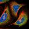 PRP antibody, NBP2-38508, Novus Biologicals, Immunofluorescence image 