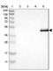 ABI Family Member 3 antibody, NBP2-30583, Novus Biologicals, Western Blot image 