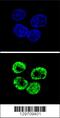 Cyclin I Family Member 2 antibody, 56-102, ProSci, Immunofluorescence image 