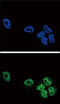 Phospholipase A2 Group IVA antibody, 63-495, ProSci, Immunofluorescence image 