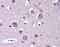 Nicastrin antibody, 49-072, ProSci, Immunohistochemistry frozen image 