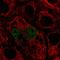 Transcription Factor EC antibody, HPA063577, Atlas Antibodies, Immunofluorescence image 