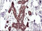 Ras Association Domain Family Member 8 antibody, LS-C338011, Lifespan Biosciences, Immunohistochemistry paraffin image 