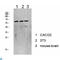 Lysine Acetyltransferase 5 antibody, LS-C813525, Lifespan Biosciences, Western Blot image 