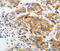 ARF6-Specific antibody, LS-C332390, Lifespan Biosciences, Immunohistochemistry paraffin image 