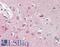 Origin Recognition Complex Subunit 3 antibody, LS-B9179, Lifespan Biosciences, Immunohistochemistry frozen image 