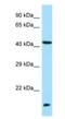 Lipase Family Member M antibody, NBP1-98283, Novus Biologicals, Western Blot image 