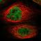 Potassium Channel Tetramerization Domain Containing 10 antibody, HPA014273, Atlas Antibodies, Immunofluorescence image 