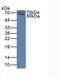 Selectin P Ligand antibody, LS-C372646, Lifespan Biosciences, Western Blot image 