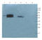 Fibroblast Growth Factor 9 antibody, orb319060, Biorbyt, Western Blot image 