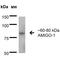 Adhesion Molecule With Ig Like Domain 1 antibody, MA5-27611, Invitrogen Antibodies, Western Blot image 