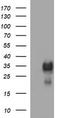 Thioredoxin Related Transmembrane Protein 1 antibody, TA506947BM, Origene, Western Blot image 