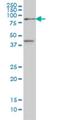 Transcription Factor 4 antibody, H00006925-M02, Novus Biologicals, Western Blot image 