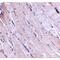 Wnt Family Member 10B antibody, MBS150774, MyBioSource, Immunohistochemistry frozen image 