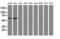 Sorting Nexin 8 antibody, LS-C337174, Lifespan Biosciences, Western Blot image 
