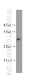 Adenylate Kinase 4 antibody, 13206-1-AP, Proteintech Group, Western Blot image 