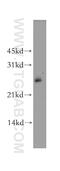 Adenylate kinase isoenzyme 4, mitochondrial antibody, 13206-1-AP, Proteintech Group, Western Blot image 