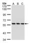 GTase antibody, NBP1-32711, Novus Biologicals, Western Blot image 