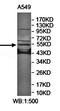 Zinc Finger Protein 500 antibody, orb78463, Biorbyt, Western Blot image 