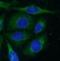 ERBB Receptor Feedback Inhibitor 1 antibody, FNab05189, FineTest, Immunofluorescence image 