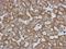 Hexokinase 3 antibody, LS-C155288, Lifespan Biosciences, Immunohistochemistry frozen image 