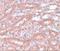 Ectodermal-Neural Cortex 1 antibody, A07138, Boster Biological Technology, Immunohistochemistry frozen image 