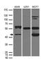 Zona Pellucida Glycoprotein 3 antibody, LS-C796582, Lifespan Biosciences, Western Blot image 