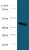 Galectin 9 antibody, LS-C319018, Lifespan Biosciences, Western Blot image 