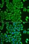 Acylaminoacyl-Peptide Hydrolase antibody, orb247271, Biorbyt, Immunofluorescence image 
