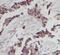 Glutamic-Oxaloacetic Transaminase 1 antibody, FNab09876, FineTest, Immunohistochemistry paraffin image 