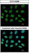 Adaptor Protein, Phosphotyrosine Interacting With PH Domain And Leucine Zipper 2 antibody, GTX116299, GeneTex, Immunofluorescence image 