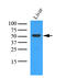 Ornithine Aminotransferase antibody, AM09362PU-N, Origene, Western Blot image 