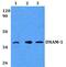 CD226 Molecule antibody, PA5-36036, Invitrogen Antibodies, Western Blot image 