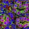Protein Disulfide Isomerase Family A Member 3 antibody, PA3-009, Invitrogen Antibodies, Immunohistochemistry frozen image 