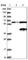 Neuroguidin antibody, HPA000944, Atlas Antibodies, Western Blot image 