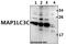 Microtubule Associated Protein 1 Light Chain 3 Gamma antibody, A08533-1, Boster Biological Technology, Western Blot image 