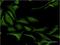Necdin, MAGE Family Member antibody, H00004692-M05, Novus Biologicals, Immunofluorescence image 