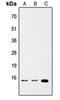 TNF Superfamily Member 4 antibody, LS-C358366, Lifespan Biosciences, Western Blot image 