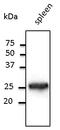 RAB5A, Member RAS Oncogene Family antibody, LS-B12415, Lifespan Biosciences, Western Blot image 