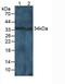 Cyclin D1 antibody, MBS2003957, MyBioSource, Western Blot image 