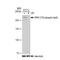 RNA Polymerase II Subunit A antibody, GTX03215, GeneTex, Western Blot image 