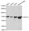 Heat Shock Protein Family A (Hsp70) Member 1 Like antibody, A1856, ABclonal Technology, Western Blot image 