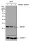 High Mobility Group Box 1 antibody, MA5-27755, Invitrogen Antibodies, Western Blot image 