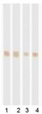 RNA Polymerase II Subunit D antibody, MA5-24785, Invitrogen Antibodies, Western Blot image 