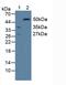 CD244 Molecule antibody, MBS2026827, MyBioSource, Western Blot image 