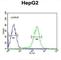 SMAD Family Member 6 antibody, abx032486, Abbexa, Western Blot image 