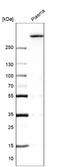 Von Willebrand Factor antibody, NBP1-84761, Novus Biologicals, Western Blot image 
